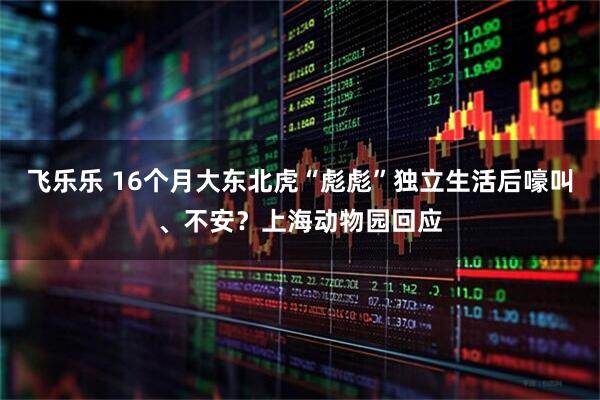 飞乐乐 16个月大东北虎“彪彪”独立生活后嚎叫、不安？上海动物园回应